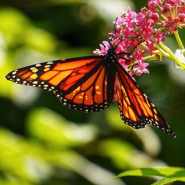 Butterfly Photograph - Beautiful Monarch Butterfly. #butterfly by Traci Law