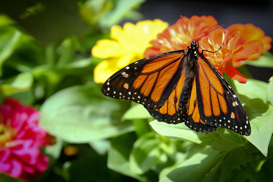 Beautiful Monarch Butterfly Photograph by Patrice Zinck