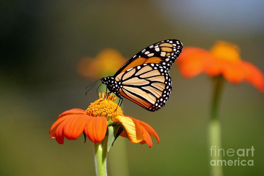 Beautiful Monarch Photograph by Living Color Photography Lorraine Lynch