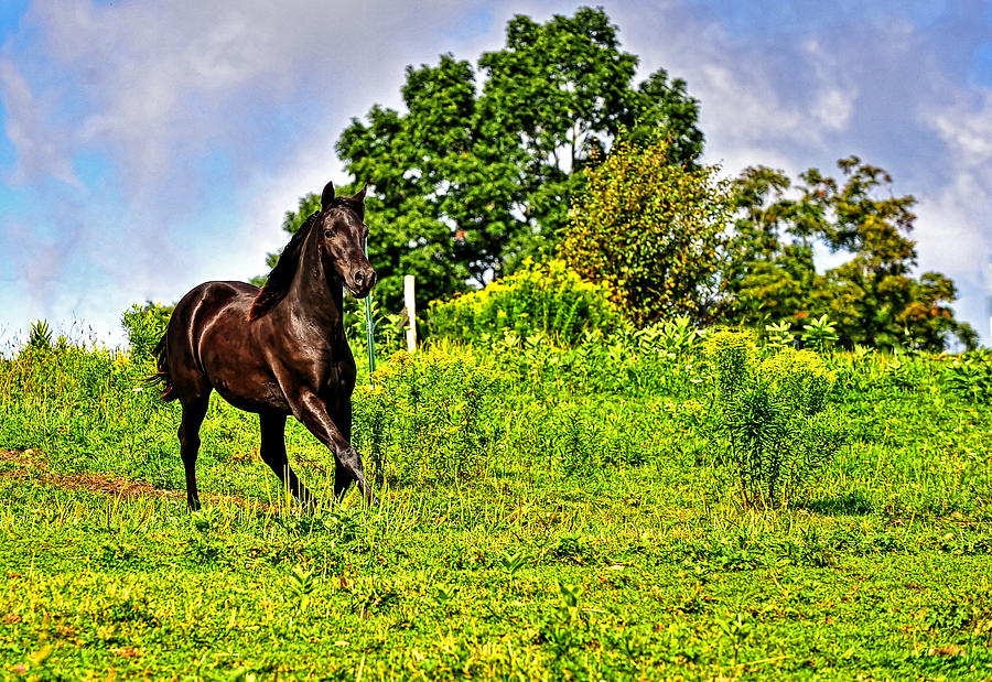 Beautiful Morgan horse Photograph by Jim Boardman