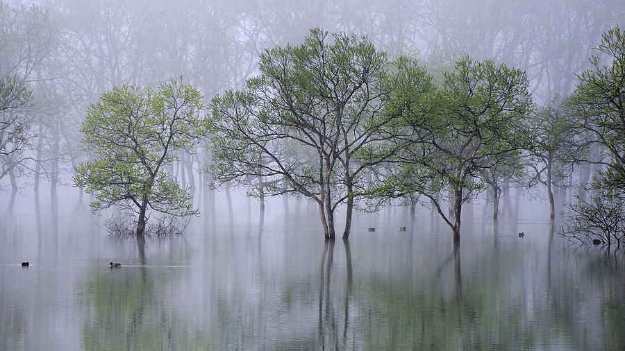 Tree Photograph - Beautiful Morning by Teruo Araya