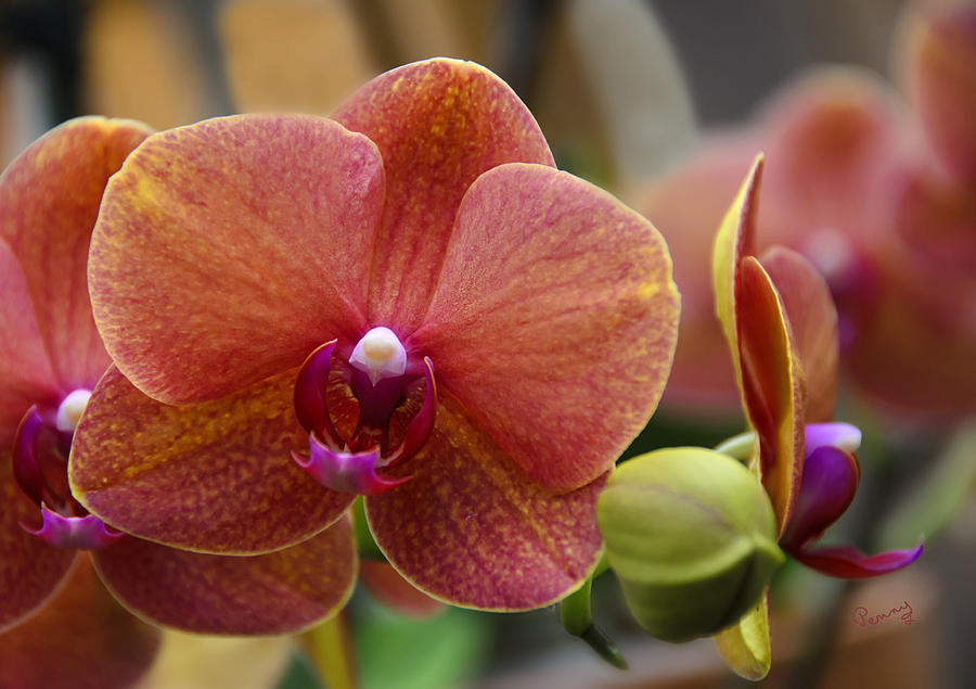 Beautiful Moth Orchid Photograph by Penny Lisowski
