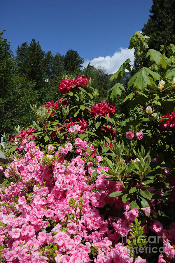 Beautiful Mountain Flowers Photograph by Carol Groenen