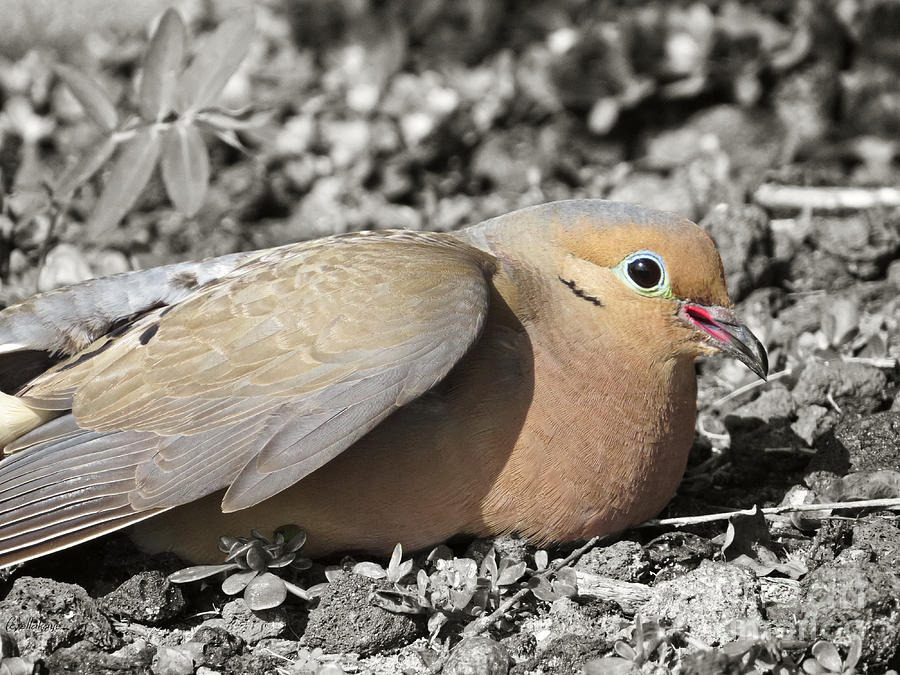 Dove Photograph - Beautiful Mourning Dove by Ella Kaye Dickey