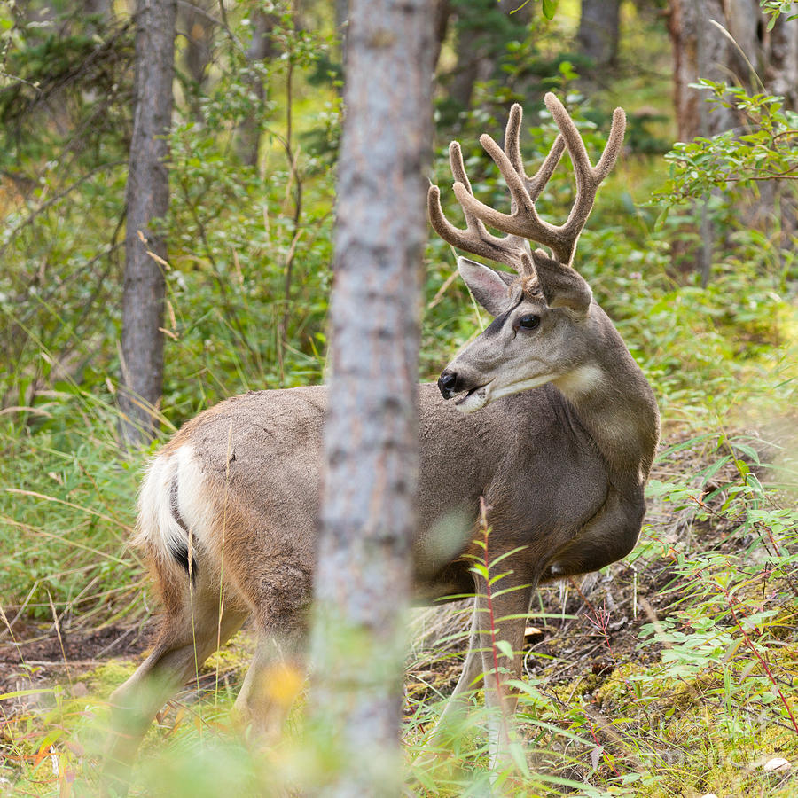 Beautiful mule deer buck with velvet antler Photograph by Stephan ...