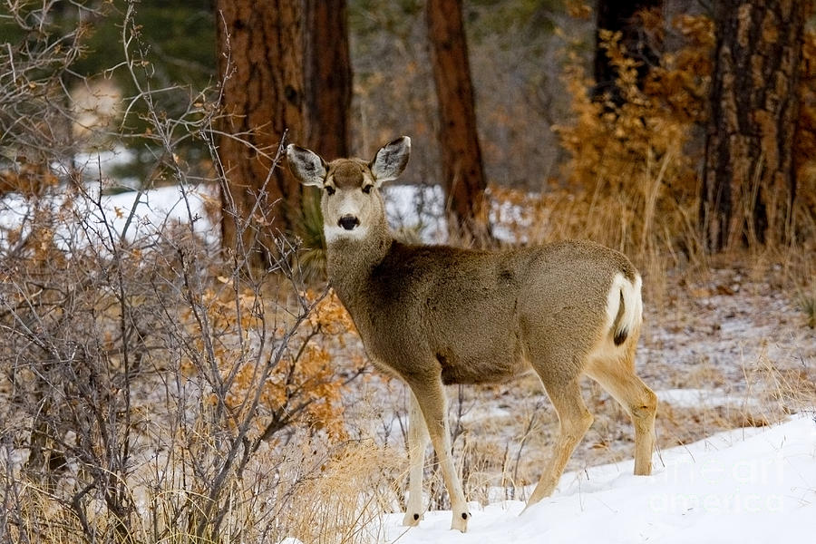 Beautiful Mule Deer Photograph by Steven Krull