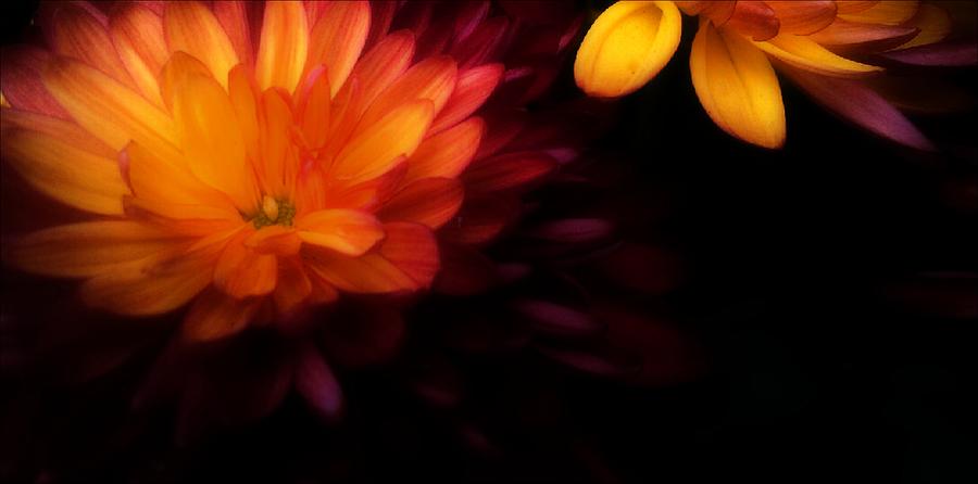 Flowers Still Life Photograph - Beautiful Mum by Michelle Frizzell-Thompson