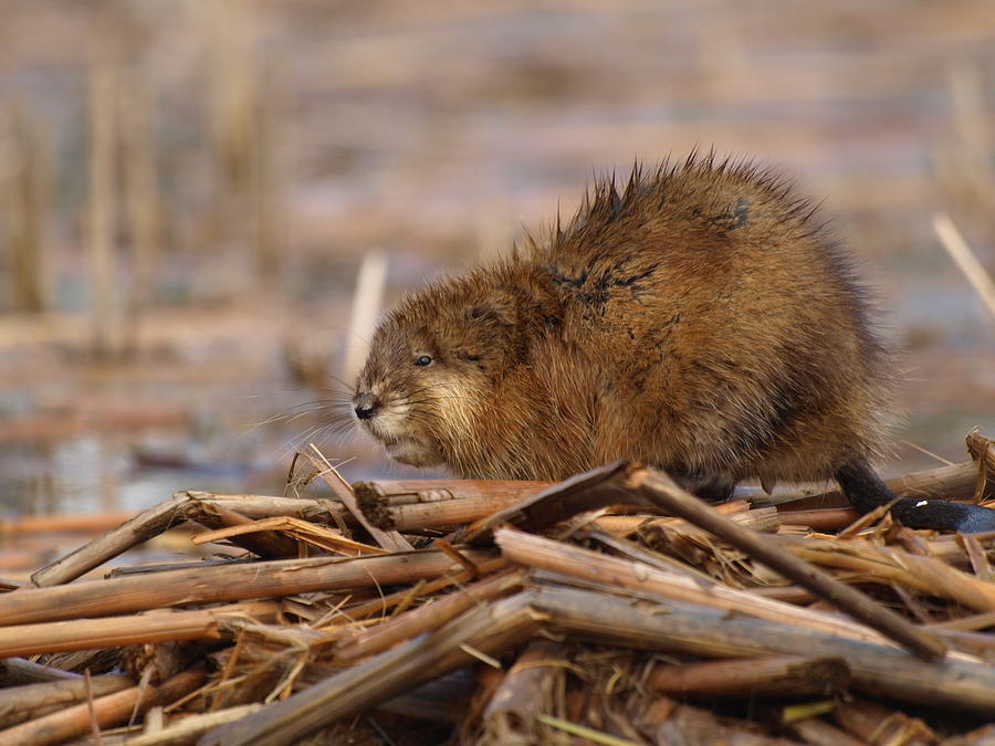 Nature Photograph - Beautiful Muskrat by James Peterson