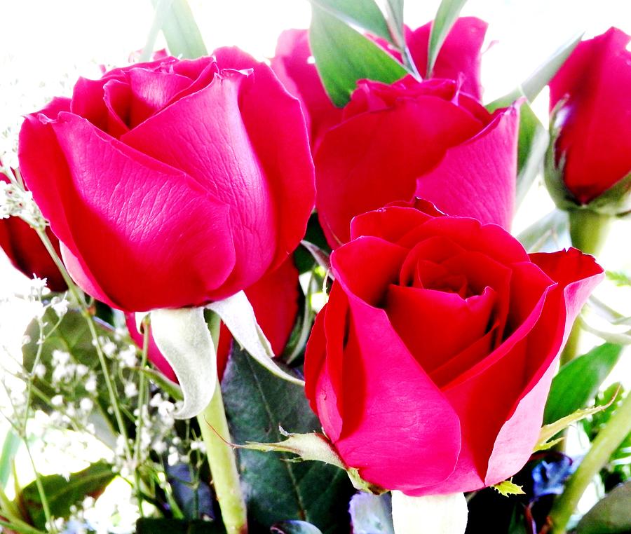 Beautiful Neon Red Roses Photograph by Belinda Lee
