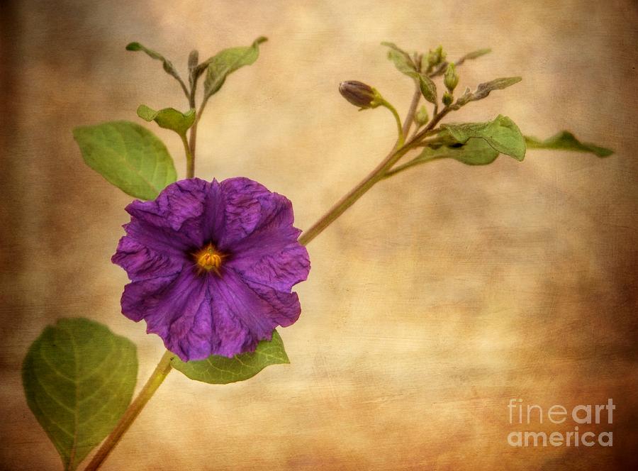 Beautiful Nightshade Photograph by Peggy Hughes