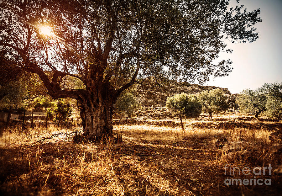 Beautiful olive tree Photograph by Anna Om