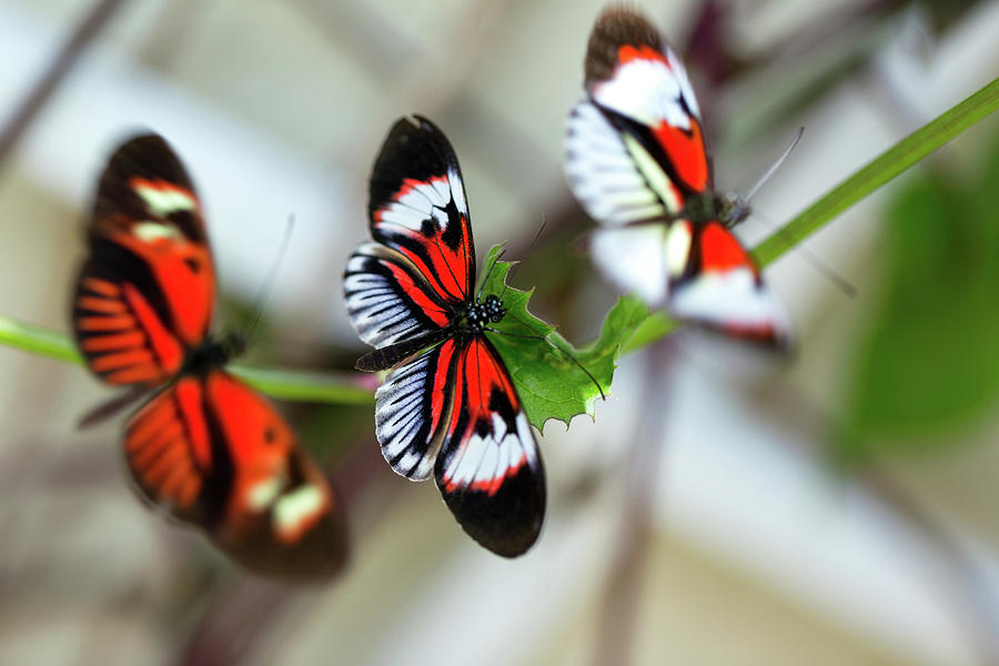 Beautiful Orange Butterflies Mating Photograph by Jodijacobson Beautiful Orange Butterflies Mating Photograph by Jodijacobson