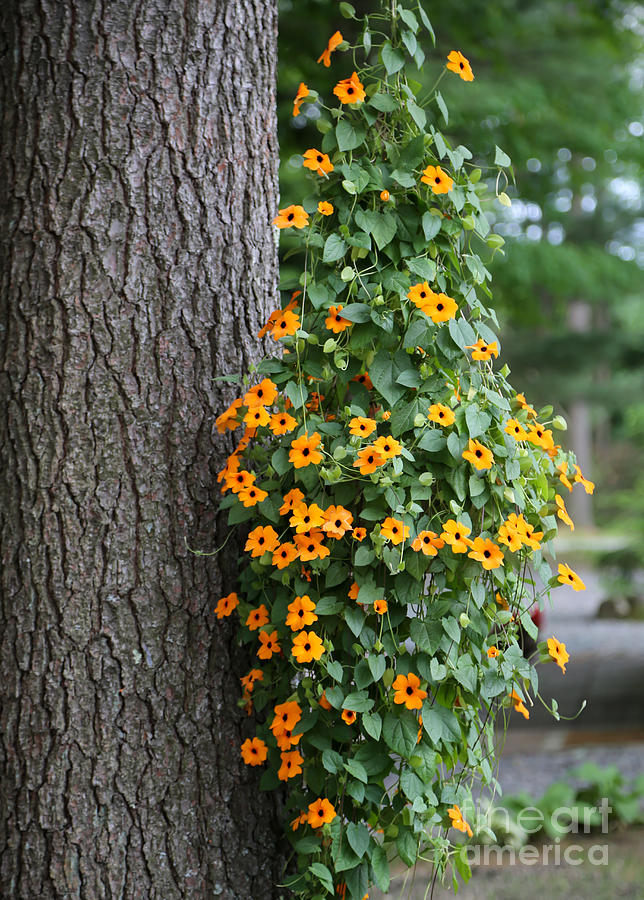 Daisy Photograph - Beautiful Orange Hanging Flowers by Sabrina L Ryan