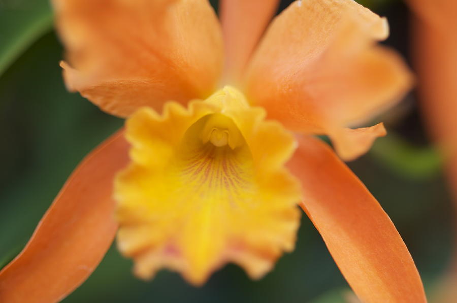 Beautiful orange orchid Photograph by Sue Morris