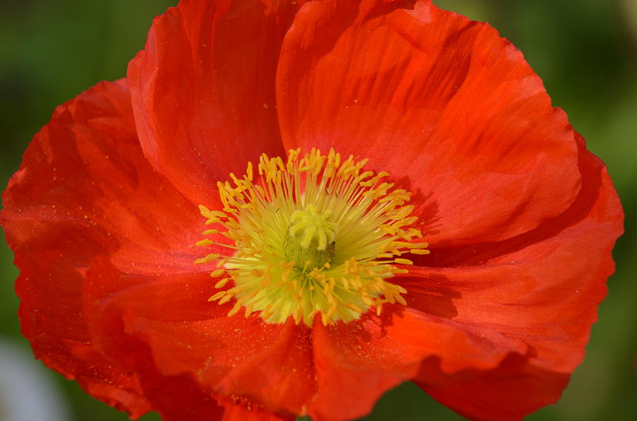 Beautiful Orange Poppy Photograph by Maria Urso - Fine Art America