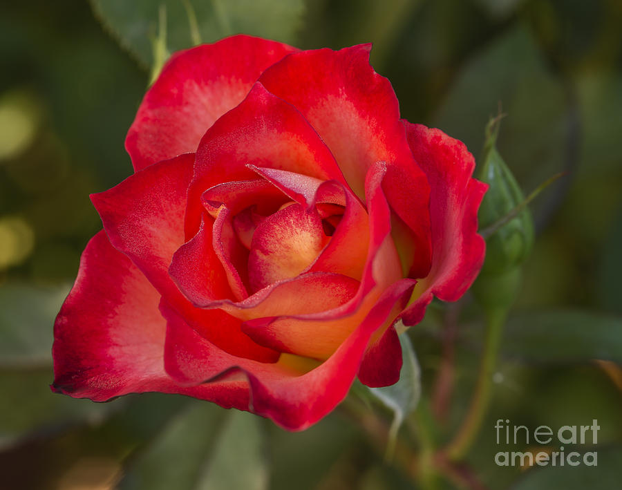 Beautiful bright red rose macro Photograph by Vishwanath Bhat