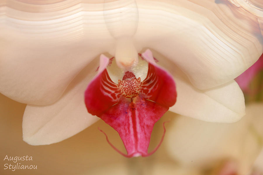 Beautiful Orchid Digital Art by Augusta Stylianou