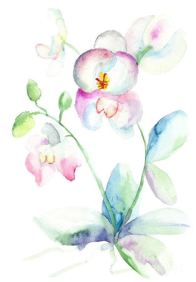 Beautiful orchid flowers Painting by Regina Jershova