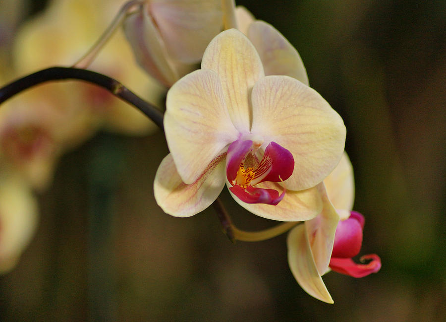 Beautiful Orchid Photograph by Sandy Keeton