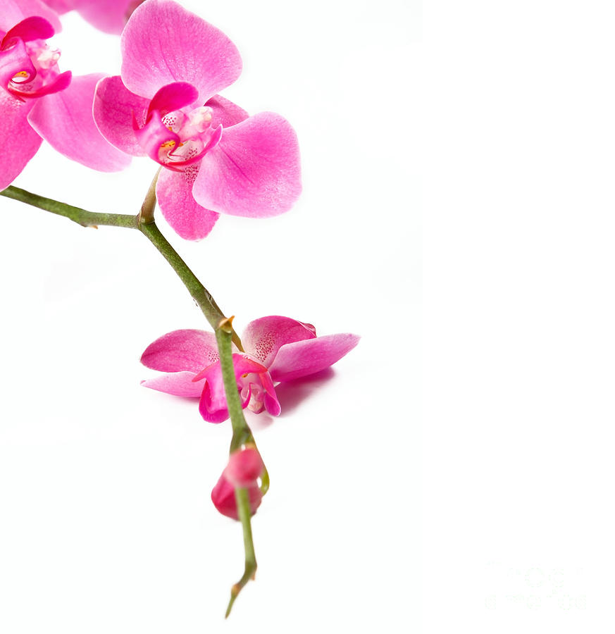 Beautiful Orchids Photograph by Boon Mee