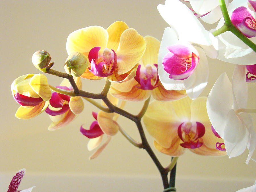 Beautiful Orchids Floral art Prints Orchid Flowers Photograph by Patti Baslee