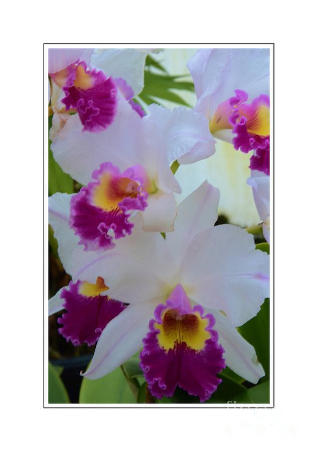 Beautiful Orchids Photograph