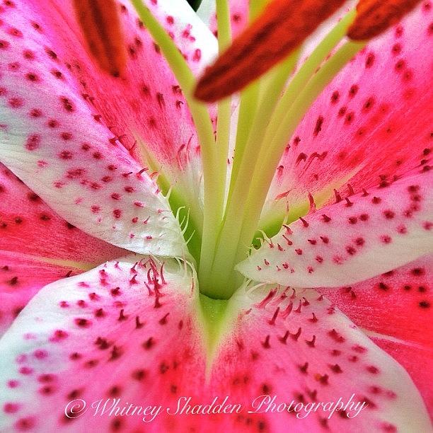 Beautiful Oriental Lily!! Photograph by Whitney Shadden