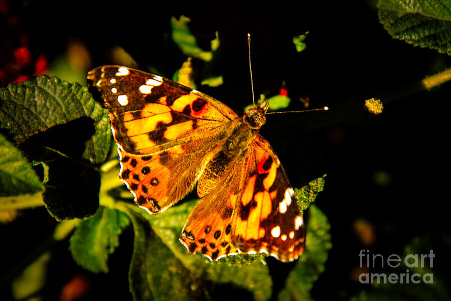 Beautiful Painted Lady  Photograph by Robert Bales