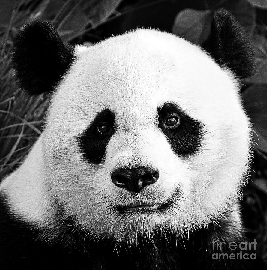 Beautiful Panda Black And White 1 Photograph by Boon Mee