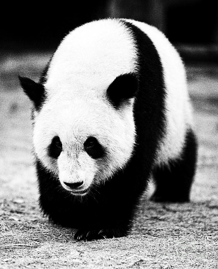 Beautiful Panda Black And White 10 Photograph by Boon Mee