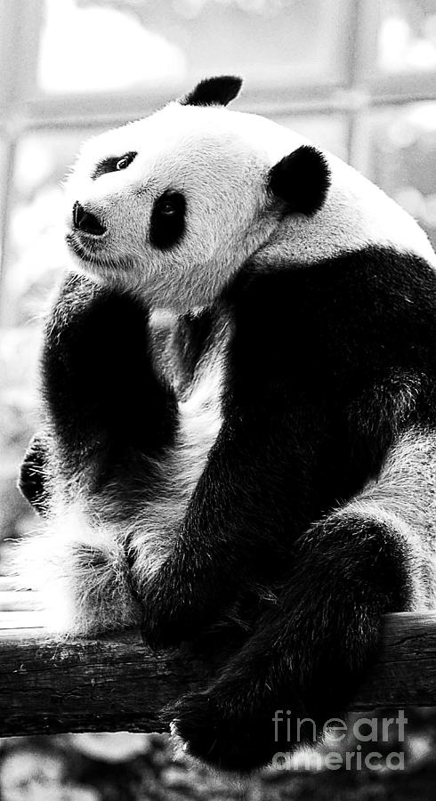 Beautiful Panda Black And White 2 Photograph by Boon Mee