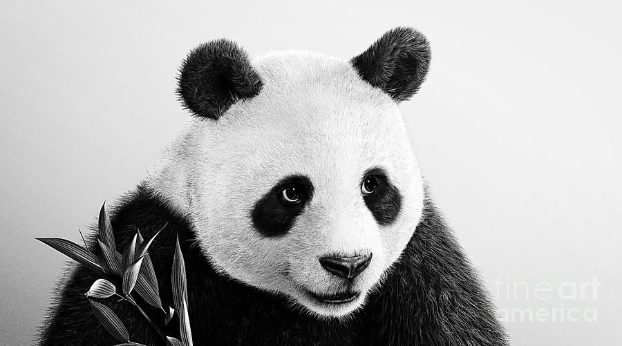 Black And White Photograph - Beautiful Panda Black And White 3 by Boon Mee
