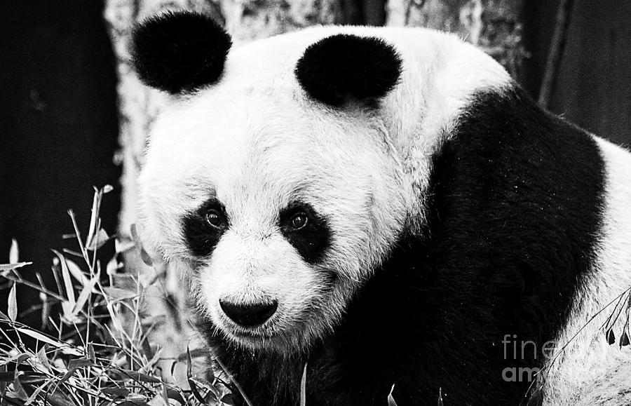 Beautiful Panda Black And White 4 Photograph by Boon Mee