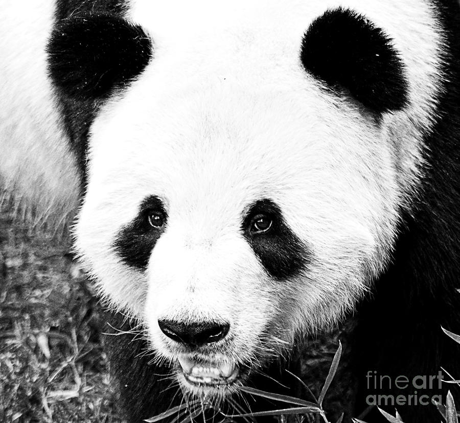 Black And White Photograph - Beautiful Panda Black And White 5 by Boon Mee
