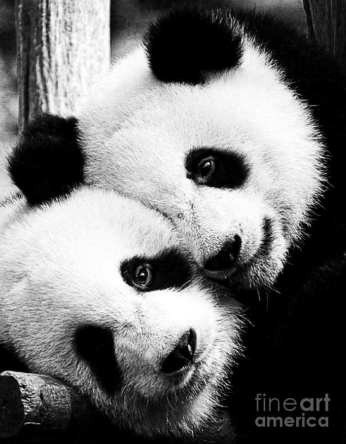 Beautiful Panda Black And White 6 Photograph by Boon Mee