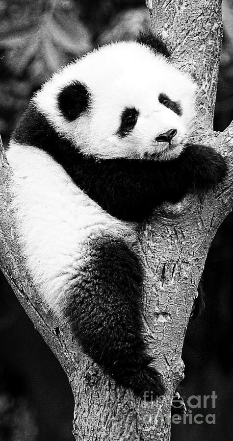 Beautiful Panda Black And White 7 Photograph by Boon Mee