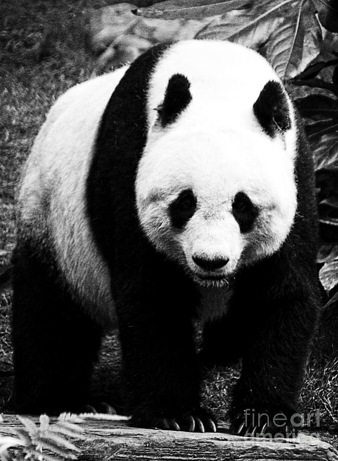 Beautiful Panda Black And White 8 Photograph by Boon Mee