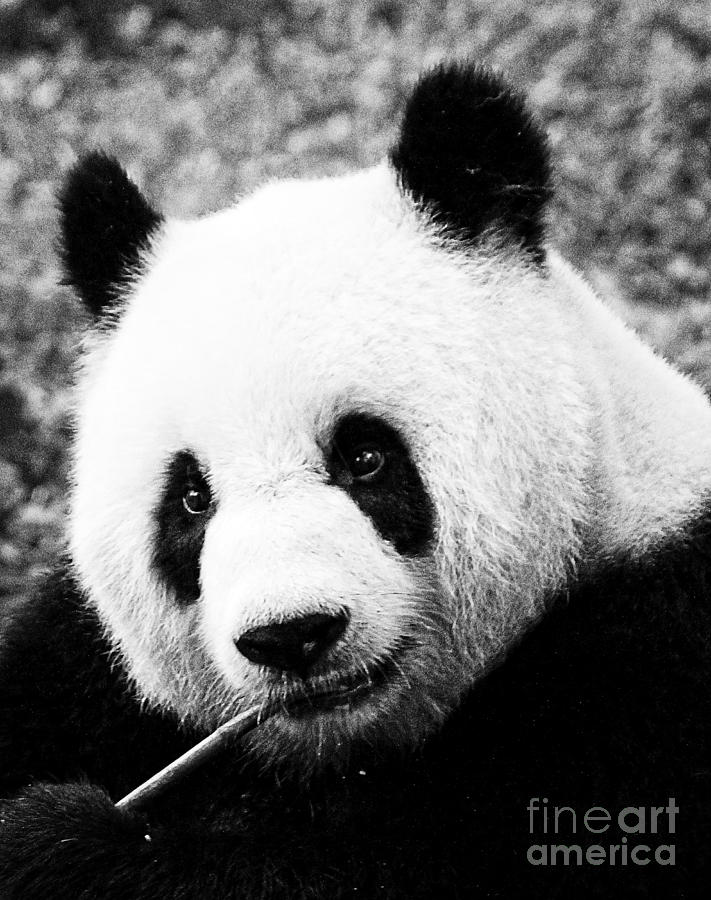 Beautiful Panda Black And White 9 Photograph by Boon Mee