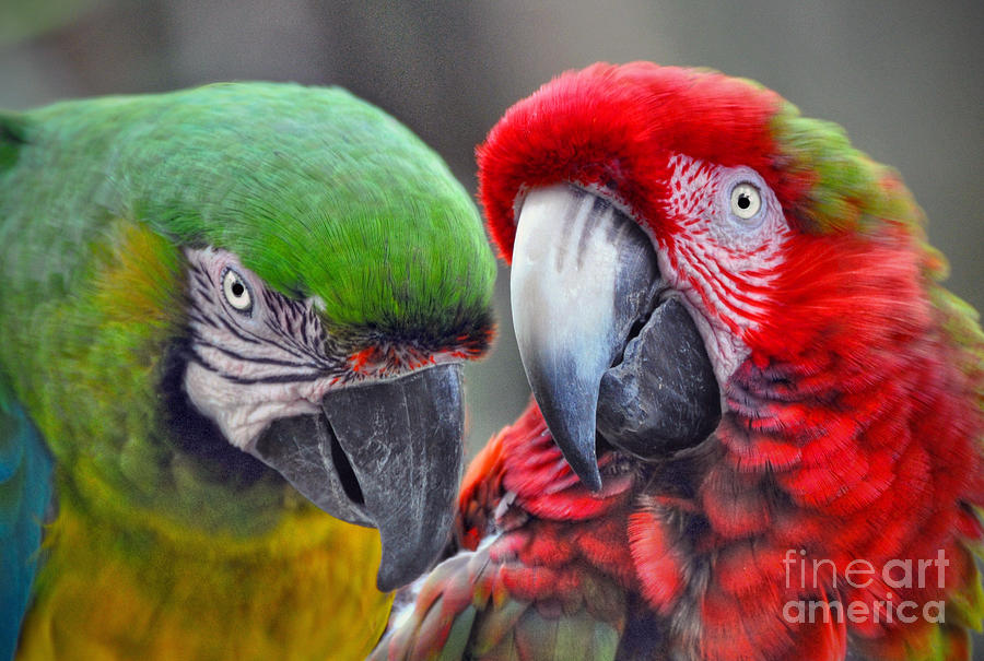 Beautiful Parrots Couple Photograph by Savannah Gibbs