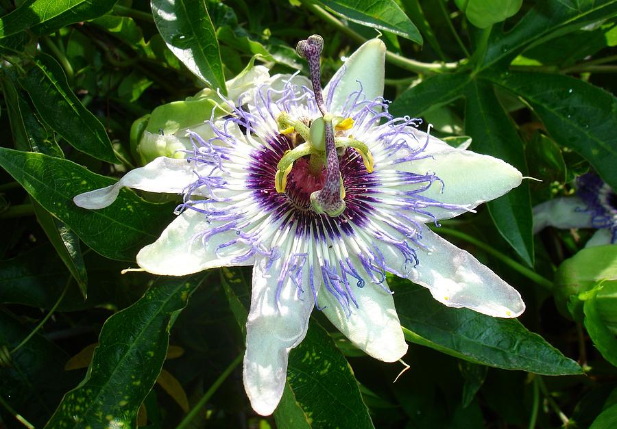 Beautiful Passion Flower With Garden Background Photograph by Taiche Acrylic Art