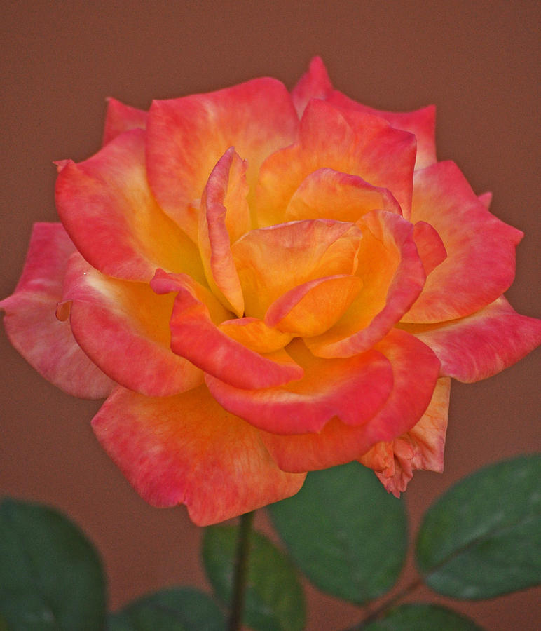 Beautiful Peace Rose Against Terra Cotta Wall Photograph by Jay Milo