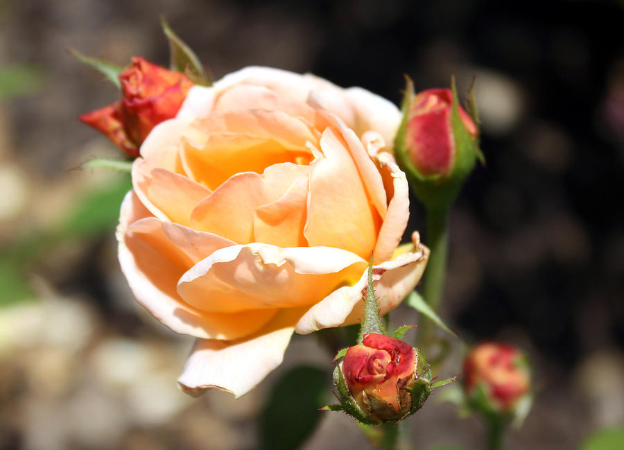 Beautiful Peach Orange Rose Photograph by Ellen Tully