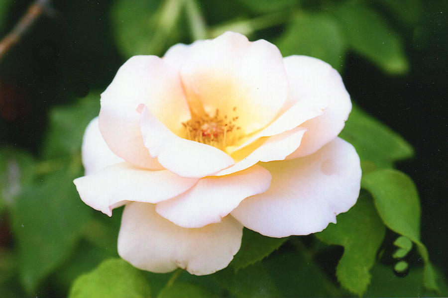 Rose Photograph - Beautiful Peach Rose by Ellen Stanton