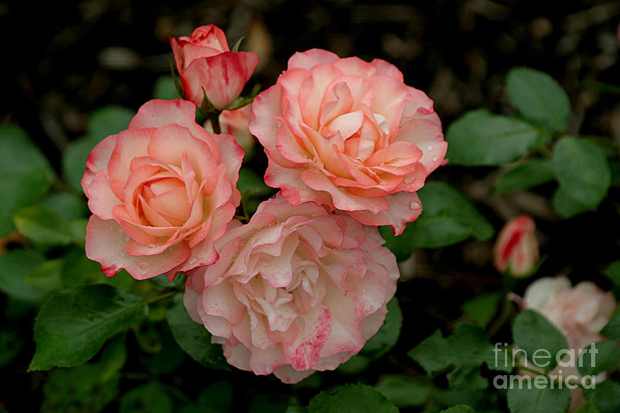 Beautiful Peach Roses Photograph by Living Color Photography Lorraine Lynch
