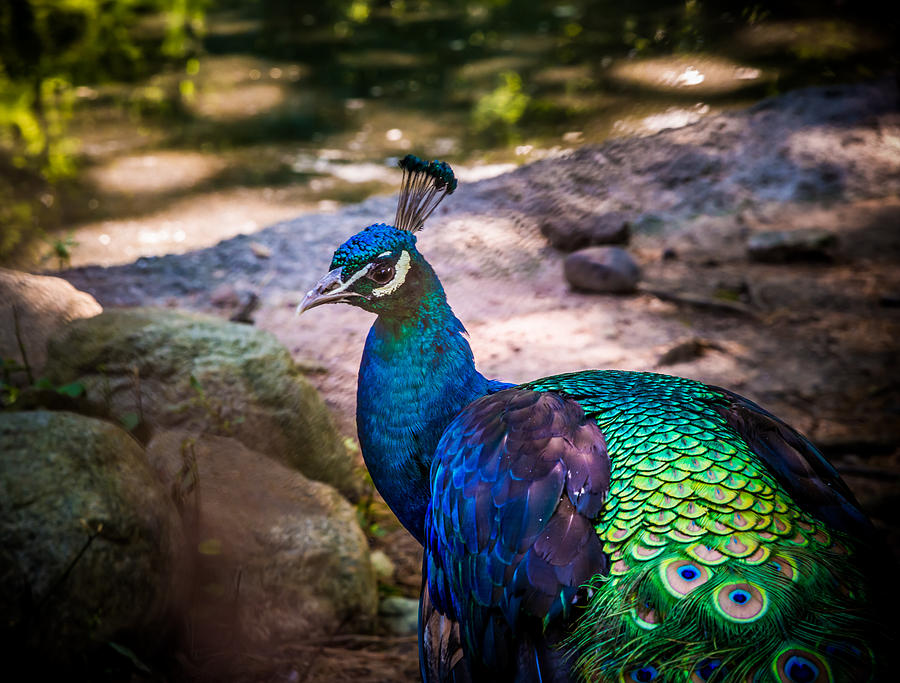 Beautiful Peacock Photograph by Jim DeLillo