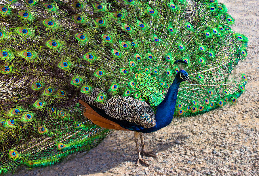 Beautiful Peacock Photograph by Mimi Ditchie