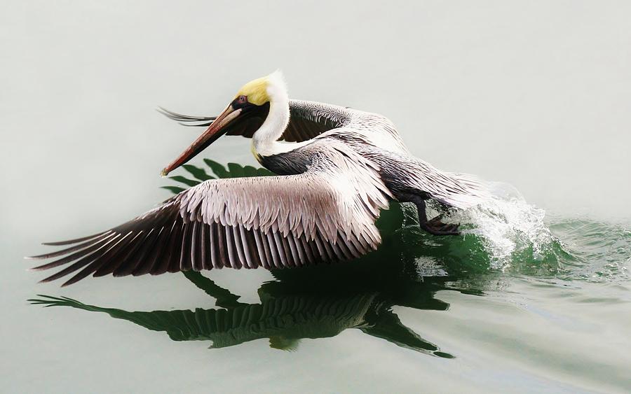 Pelican Photograph - Beautiful Pelican by Paulette Thomas