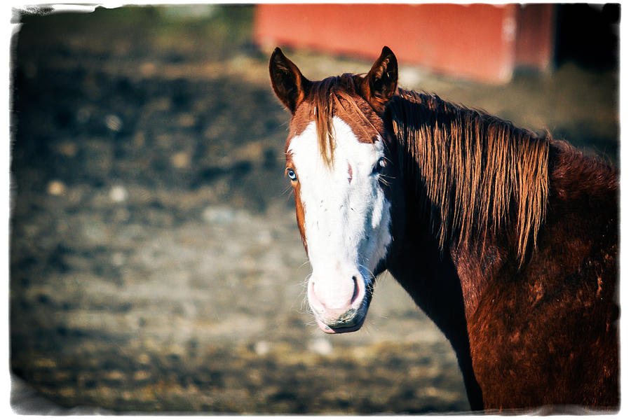 Beautiful Piebald Horse Equestrian Photograph by Eleanor Abramson