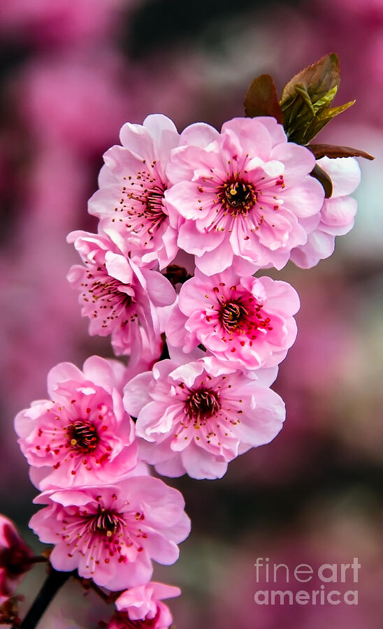 Beautiful Pink Blossoms Photograph by Robert Bales