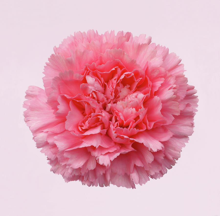 Beautiful Pink Carnation On White Photograph by Rosemary Calvert